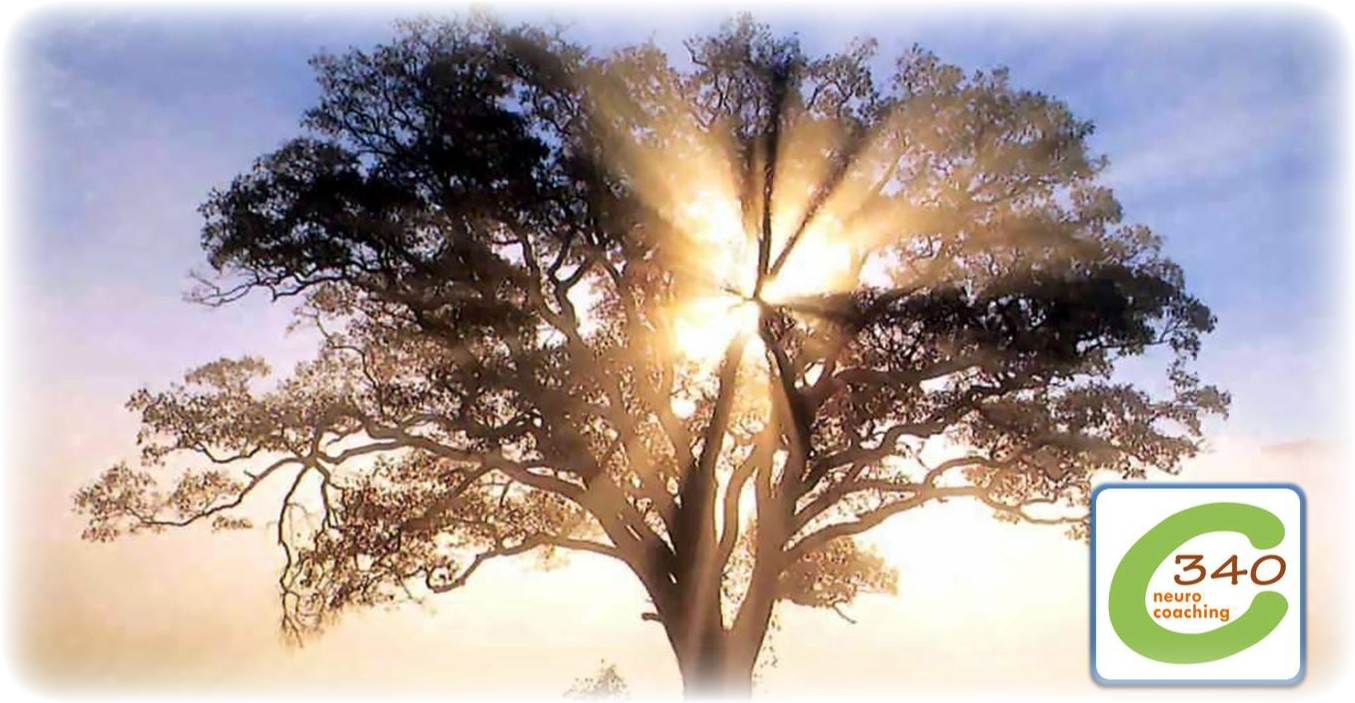 Francisco Ramos Neurocoach